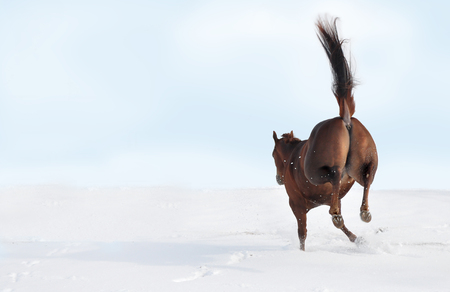 Bucking Horseの写真素材