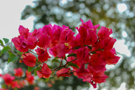 Red flowerの写真素材