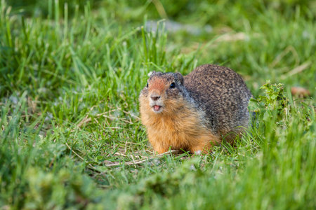 Columbian Ground Squirrel