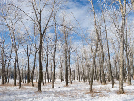 Hoar-frost covered trees in winterの写真素材