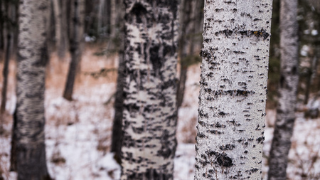 Close up of a Aspen tree trunkの写真素材