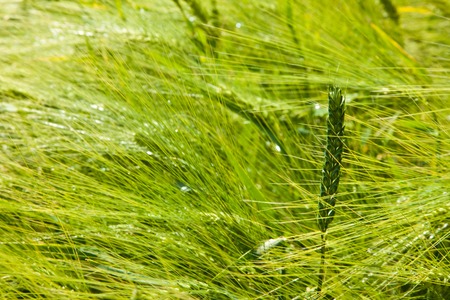 Close of of a bright green wheat field in summerの写真素材
