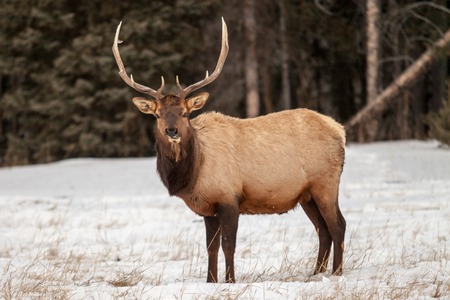 Bull elk in Banff National Park, Alberta, Canada in winterの写真素材