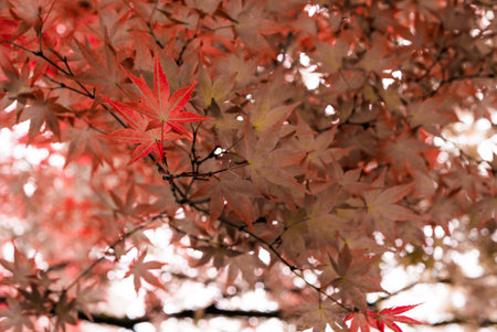 Japanese Maple tree in Portlands Crystal Springs Rhododendron Garden, Oregon