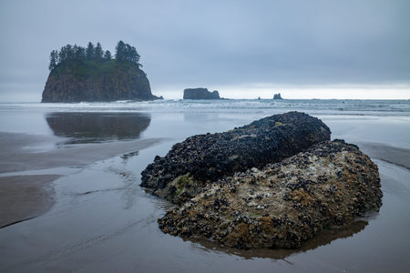 Low tide at Second Beach near La Push, Washington, USA