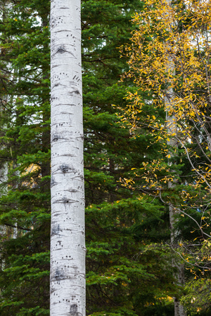 Tracks and marks on a Poplar tree made by a black bear climbing itの写真素材