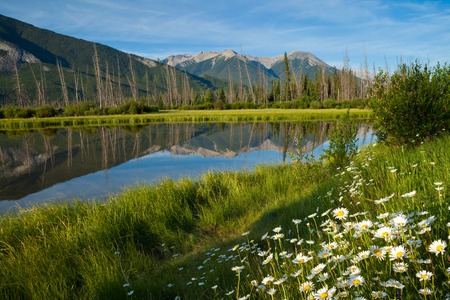 Wild flowers at Vermillion Lakes in Banff National Park, Alberta, Canadaの写真素材