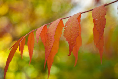 Red leaves on a tree in autumn, British Columbia