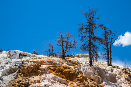 Mammoth hot springs in Yellowstone National Park, USAの写真素材