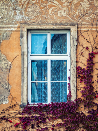 A colorful facade and windows on an old building covered with vines, Czech Republicの写真素材