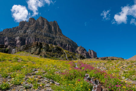 Wild flowers and mountain meadows along the Hidden Pass Trail in Logan Pass area of Glacier National...