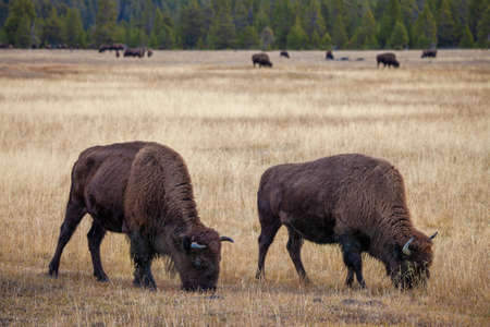 Bison grazing on grass in Yellowstone National Parkの写真素材