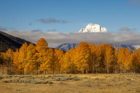 Autumn colours in Grand Teton National Parkの写真素材