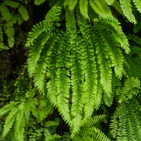 Green fern in the Redwoods, California, USAの写真素材