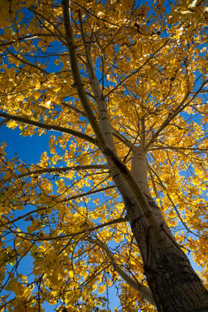 A poplar tree in fall with bright backlit yellow leavesの写真素材