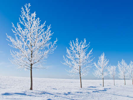 Hoarfrost covered tree in a snowy field on a cold winter dayの写真素材