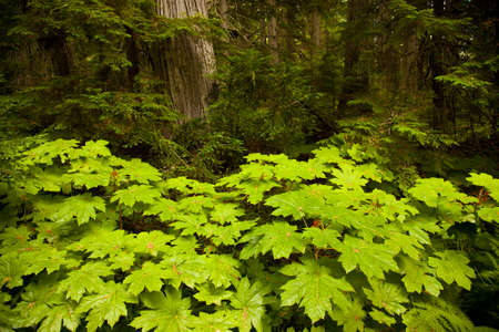 Forest background in Mt Revelstoke National Park, British Columbia, Canadaの写真素材