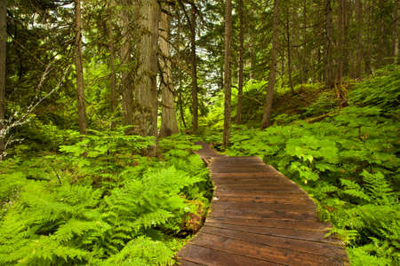 Wooden boardwalk in Mt Revelstoke National Park, British Columbia, Canadaの写真素材