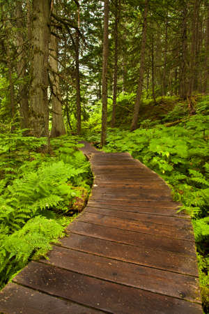 Wooden boardwalk in Mt Revelstoke National Park, British Columbia, Canadaの写真素材