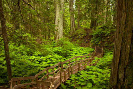 Wooden boardwalk in Mt Revelstoke National Park, British Columbia, Canadaの写真素材