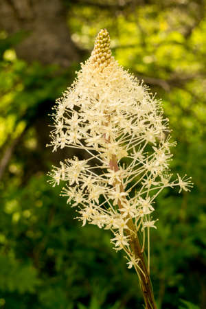 Bear grass along a trail in Glacier National Park, Montana, USAの写真素材