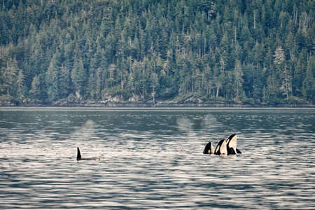 Orcas in the Johnstone Straight, British Columbia, Canadaの写真素材