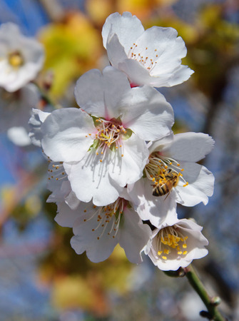 Bee and white almond flower against the blue skyの写真素材
