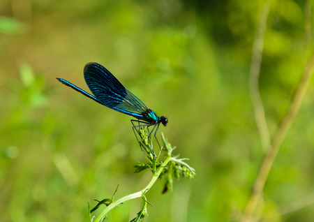 Blue dragonfly sitting on the grass close upの写真素材
