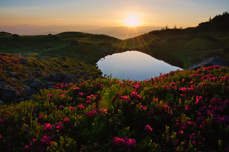 High altitude mountain lake at dawn, in idyllic uncontaminated environment with blooming rhododendrons in the foreground. Ukraine Carpathian Mountainsの写真素材