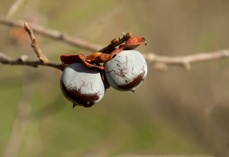 small wild persimmon on a background of blue skyの写真素材