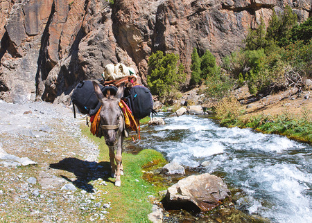 Donkey in the mountain river laden backpacks. Tajikistan trekkingの写真素材