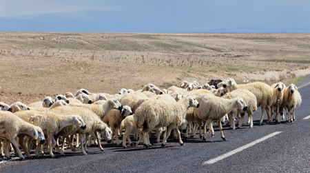 Sheep goes asphalting of roads in Turkey. In the background of plowed fieldの写真素材
