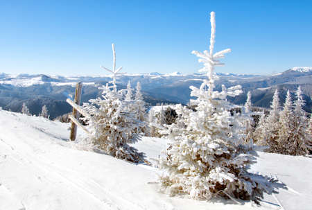 Winter landscape with snow-covered fir trees in the foregroundの写真素材
