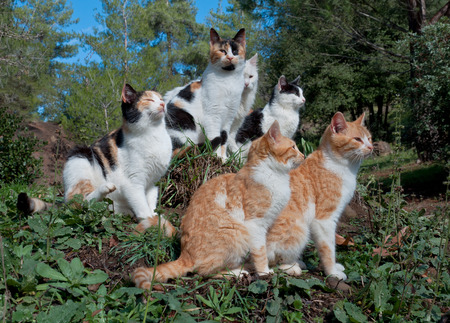 Two red and three black and white cat sitting on the hillの写真素材