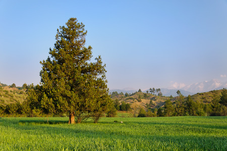 Lonely tree against the blue sky in the mountainsの写真素材