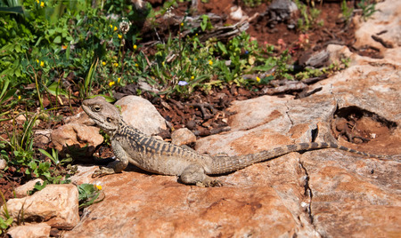 Starred Agama  lizard on a rock at the island of Delos in Cyprusの写真素材