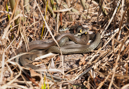 Group of snakes bask in the sun in the dry grass. Ponds. Ukraineの写真素材