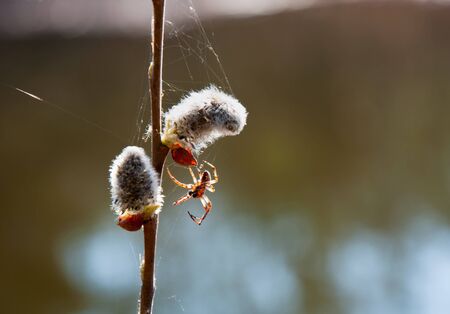 The spider weaves a web on a branch of willow. Ukraineの写真素材