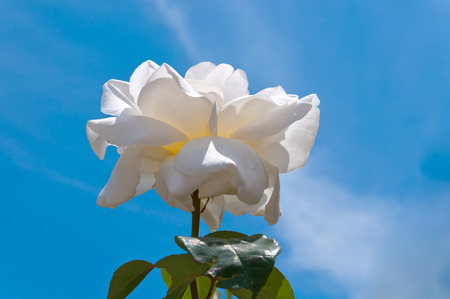 Large white rose on a background of blue skyの写真素材