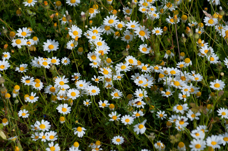Beautiful Daisies in the field. Summer flowersの写真素材