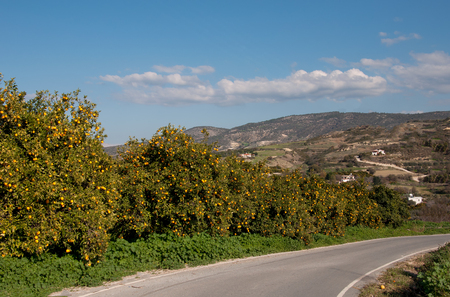 Tangerine garden with ripe tangerines in the trees. Cyprusの写真素材