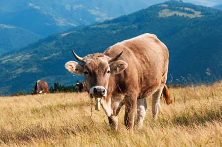red cow looks into camera, over summer grassland with blue skyの写真素材