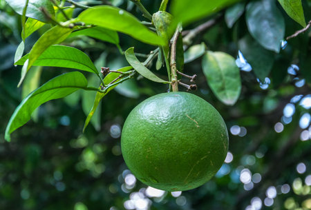 Pamela Green fruit on a branch close-upの写真素材