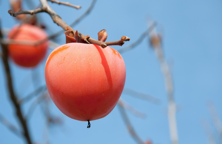 Ripe persimmons on a tree close upの写真素材