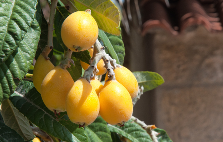 Bunch of ripe loquats in the tree.の写真素材