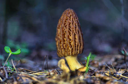 Brown morel mushroom in the spring deciduous forest