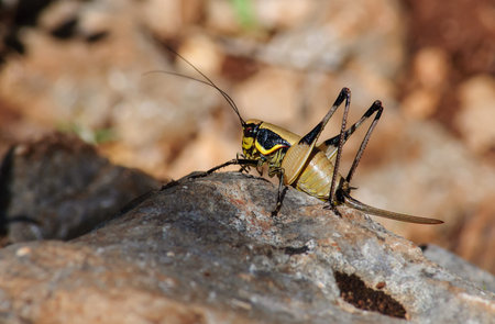 female grasshopper sitting on a large stone macro.