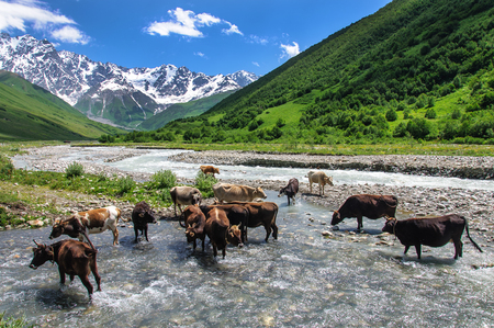 Mountain landscape with cows in a river, Georgia.の写真素材
