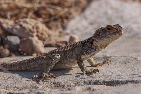 A roughtail rock agama, aka starred agama (Stellagama stellio), on a stone retaining wall.の写真素材