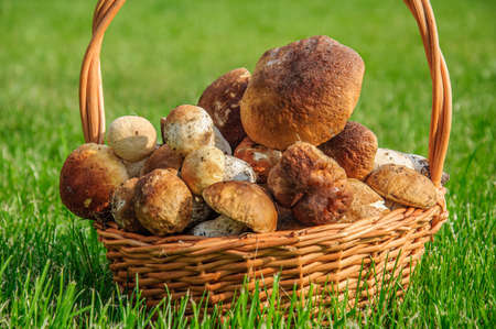 Beautiful wicker basket full of tasty boletus mushrooms on a green edgeの写真素材